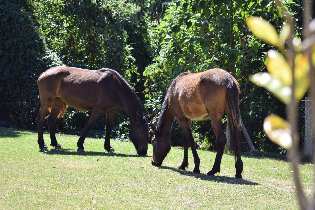 Pousada Appaloosa อากวัสจิลิงดอยา ภายนอก รูปภาพ